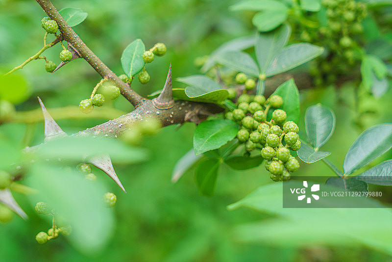 成熟待采摘的新鲜藤椒、竹叶花椒图片素材