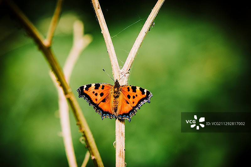 红蝶谷图片素材