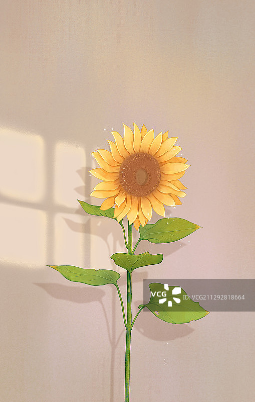 向日葵图片素材