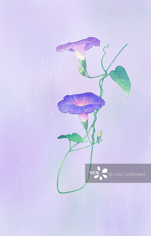 牵牛花图片素材