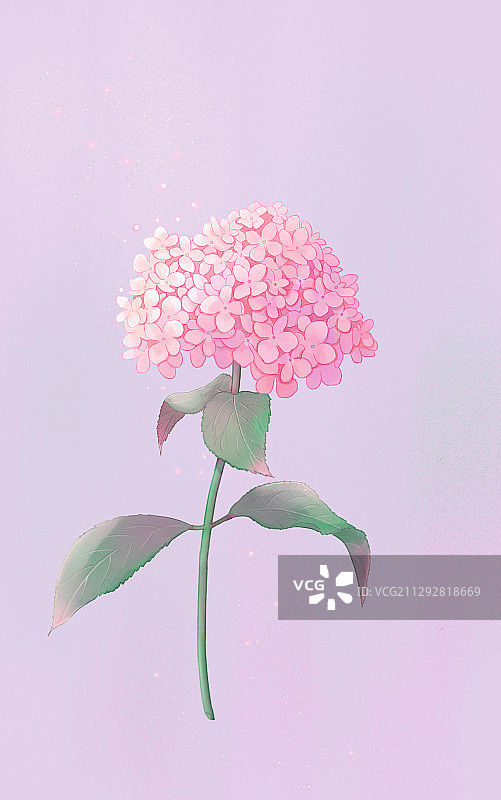 粉绣球图片素材