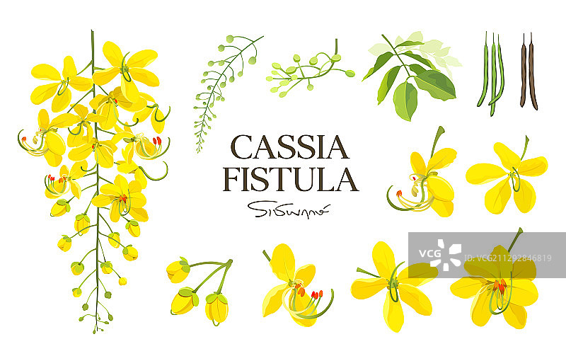 泰国腊肠树花朵素材图片素材