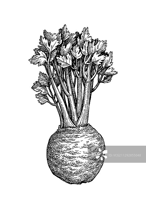 墨水素描芹菜图片素材