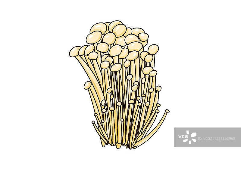 金针菇图片素材