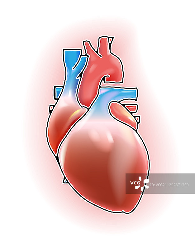 带有动脉的四腔心脏图像图片素材