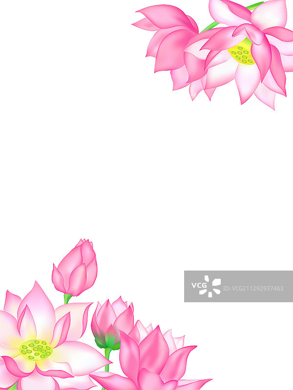 白色背景上带花蕾的莲花花束图片素材