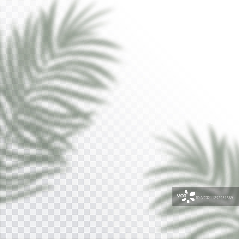 热带树叶的透明阴影图片素材