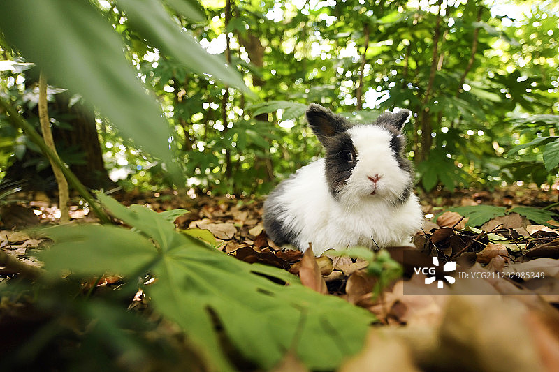 幸福的小兔子图片素材