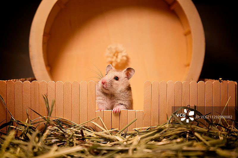 叙利亚仓鼠—白腰金丝熊图片素材