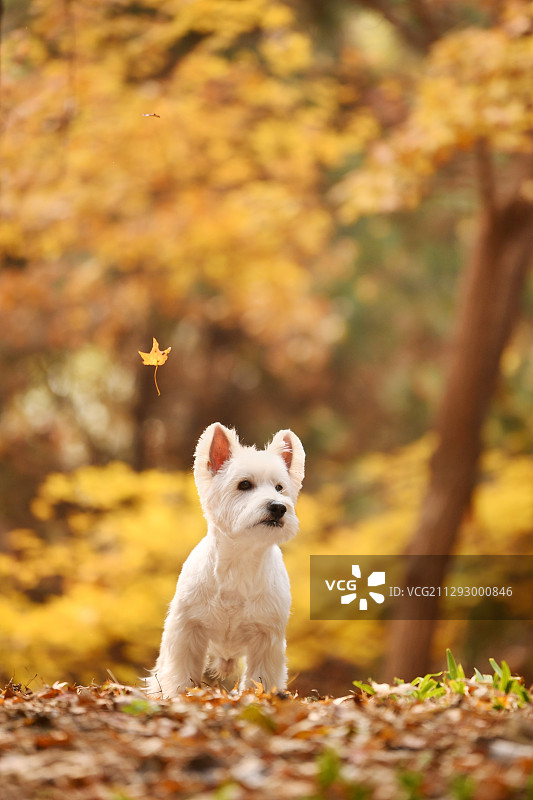 秋景里的西高地白梗犬图片素材