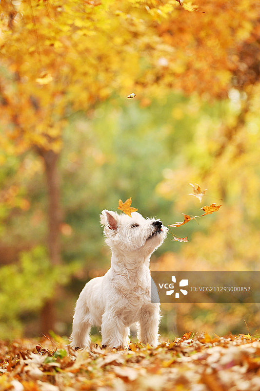 秋景里的西高地白梗犬图片素材