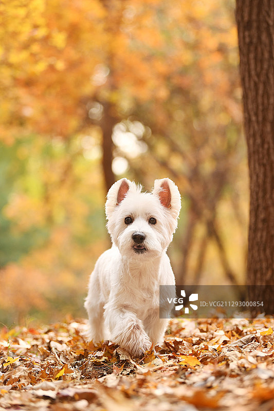 秋景里的西高地白梗犬图片素材