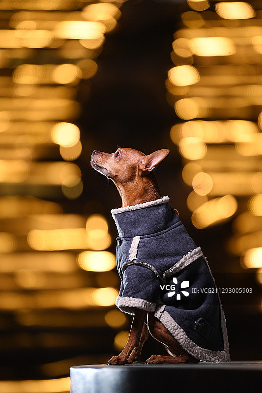 梦幻的小鹿犬图片素材