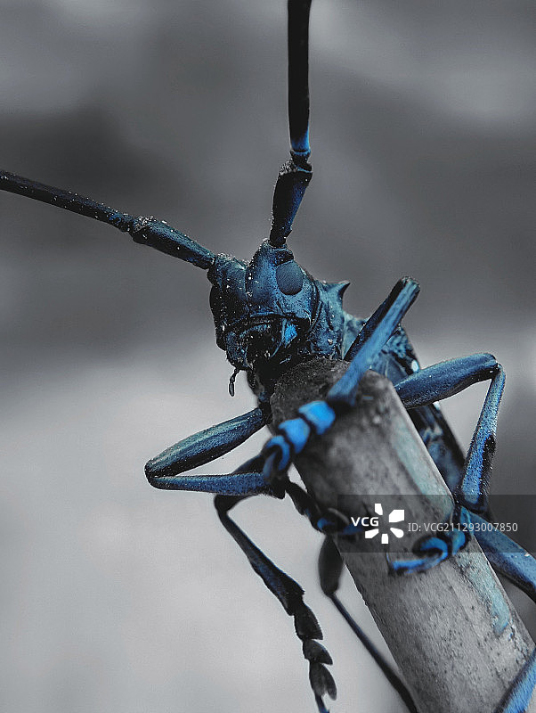 最萌天牛图片素材