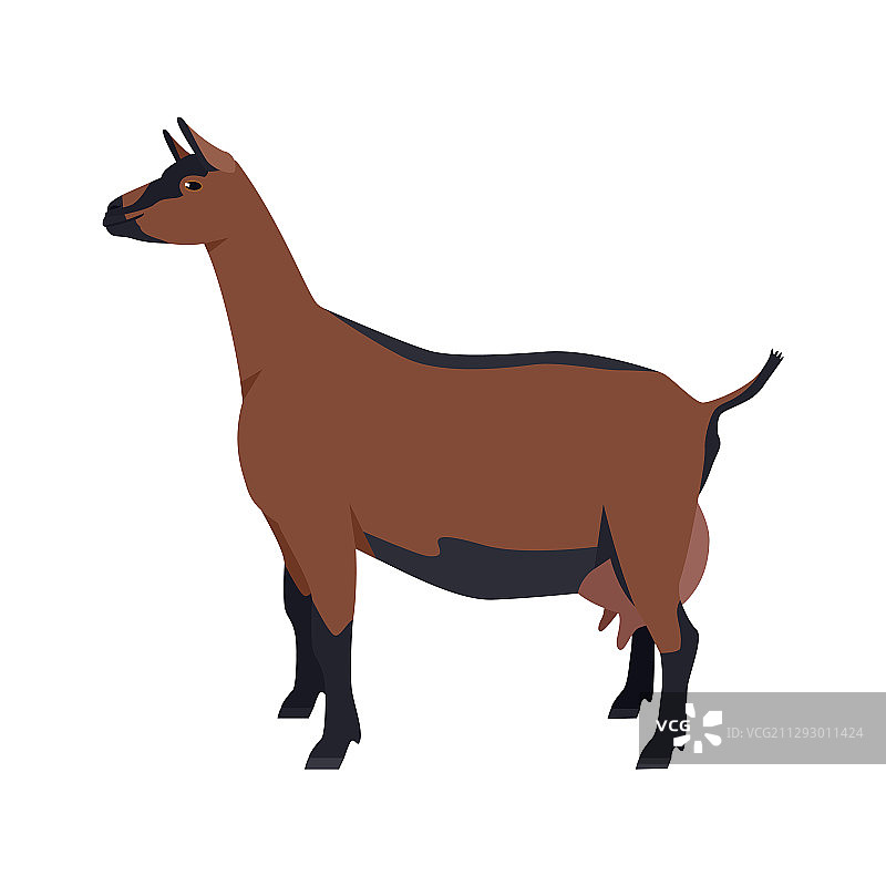 奥伯哈斯利山羊品种家养山羊扁平设计图片素材