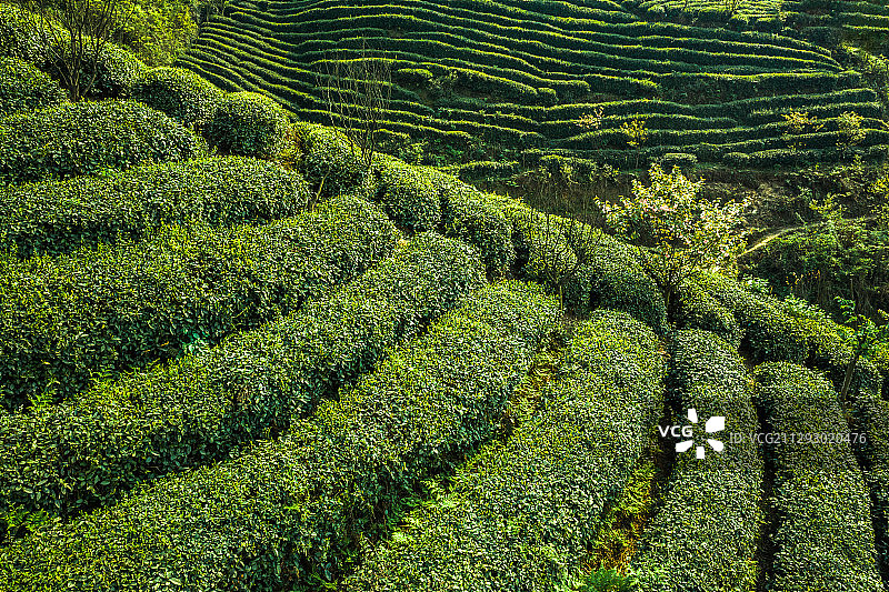 航拍贵州茶园里茶叶和树木图片素材