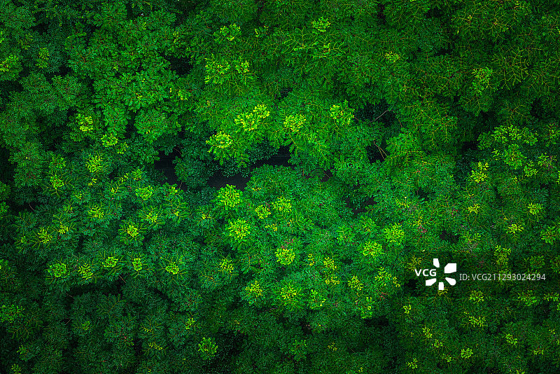 武汉城中森林图片素材