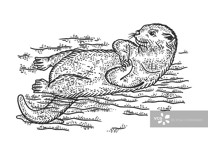 水獭仰泳素描图片素材