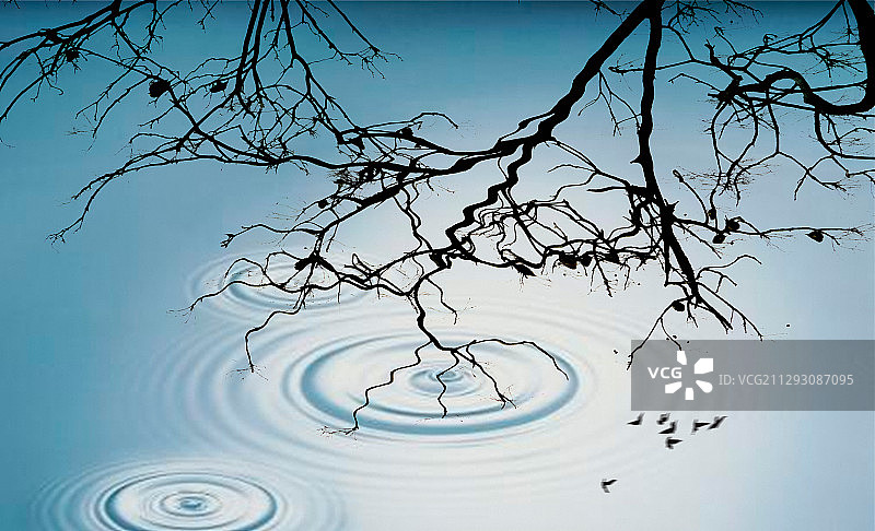 树与鸟的倒影图片素材