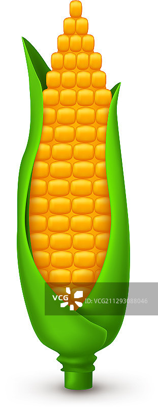 白色背景上的玉米图片素材