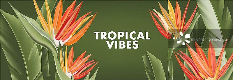 天堂鸟香蕉叶图片素材