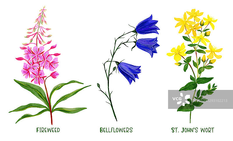 手绘野生植物花卉套装图片素材