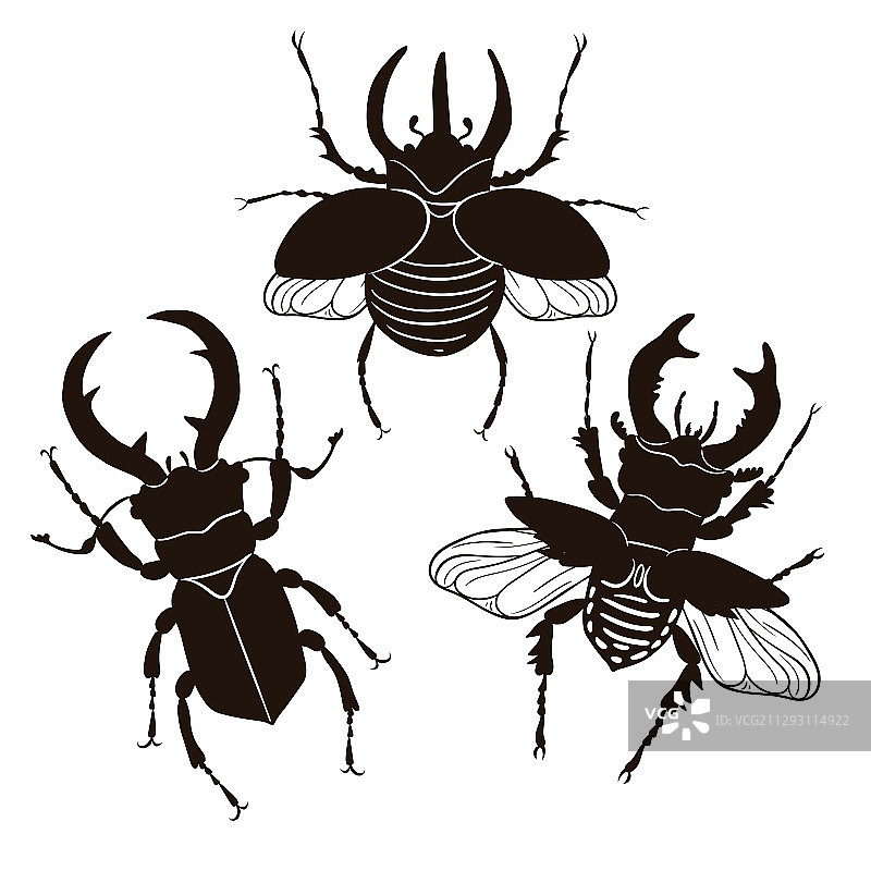 锹形虫和犀牛甲虫图片素材