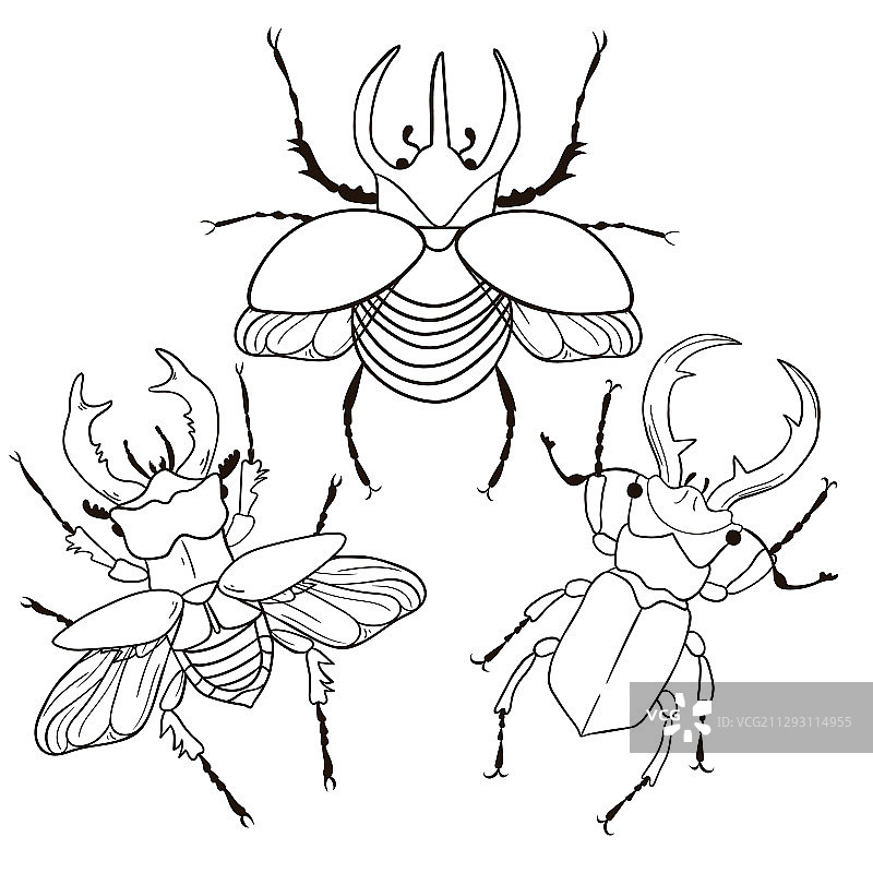锹形虫和犀牛甲虫图片素材