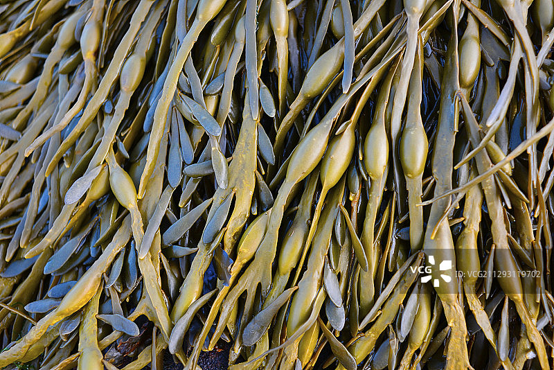 海藻特写，比尤特岛图片素材