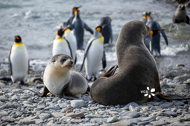 小海豹图片素材