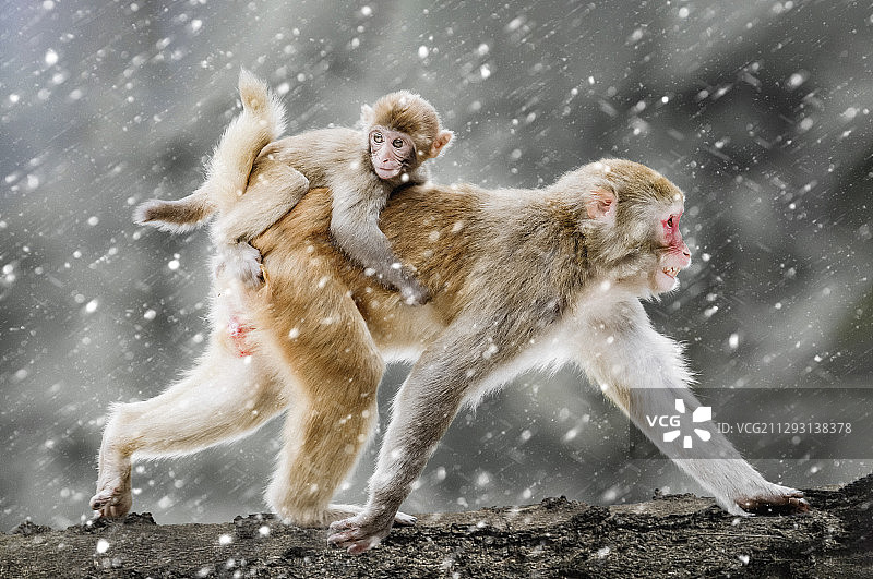 《风雨同行》图片素材