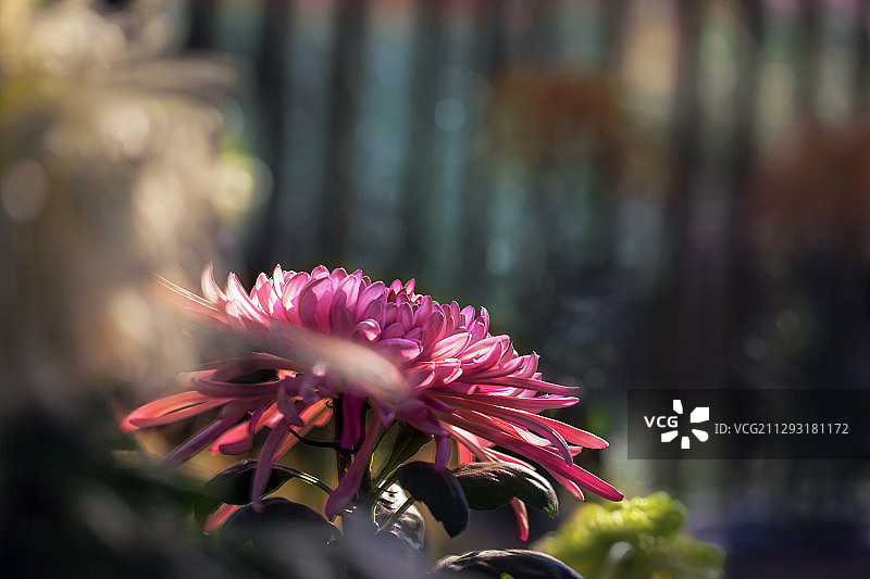 菊花（7）图片素材