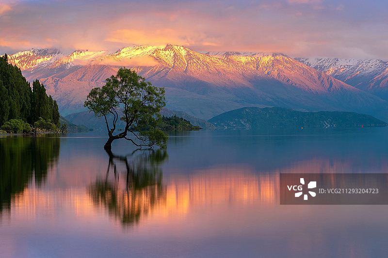 晨曦的瓦纳卡湖和孤独的一棵树图片素材