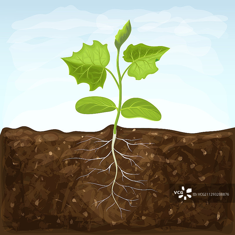 沃土中生长的幼苗蔬菜图片素材