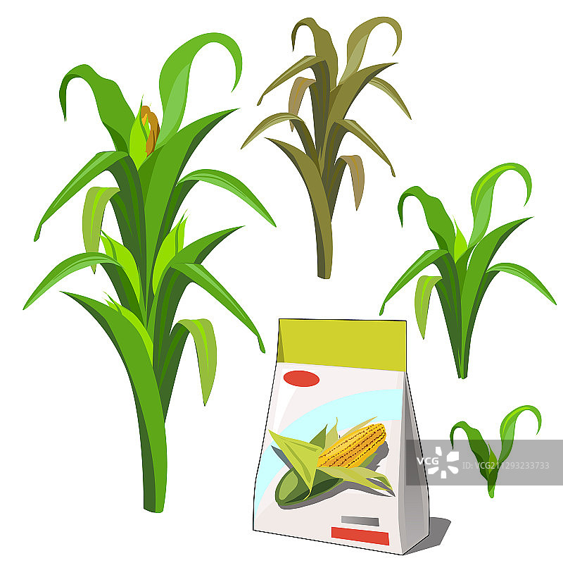 农业植物生长阶段示意图图片素材
