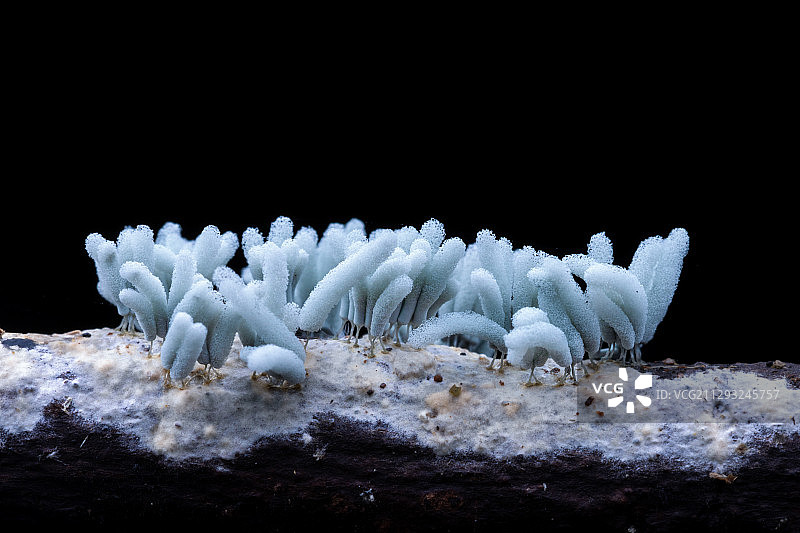 团网菌图片素材