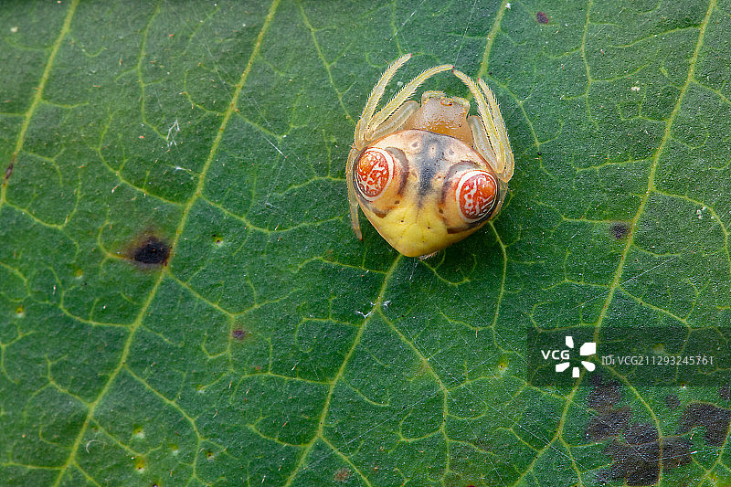 鸟粪蛛图片素材