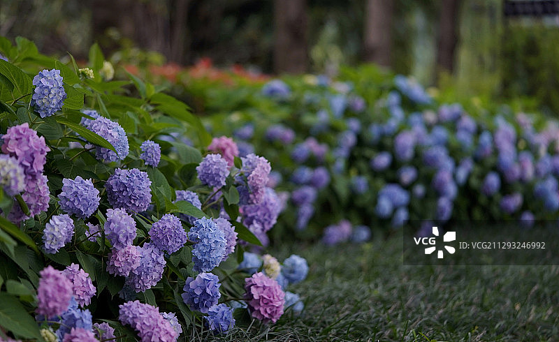 生如夏花——绣球图片素材