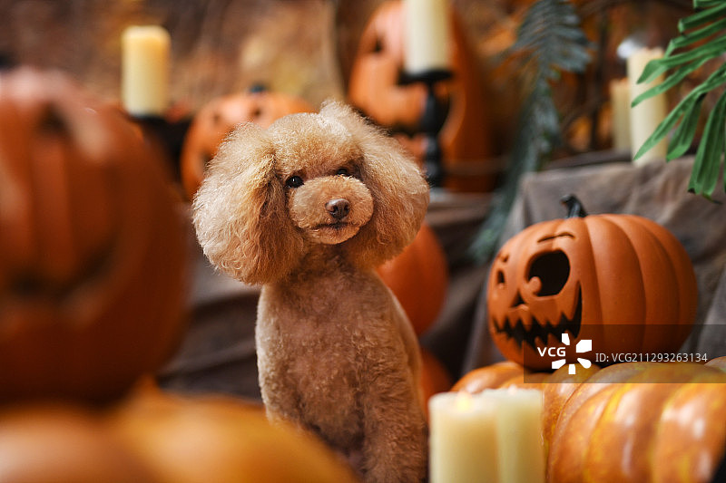 万圣节布景中的贵宾犬图片素材