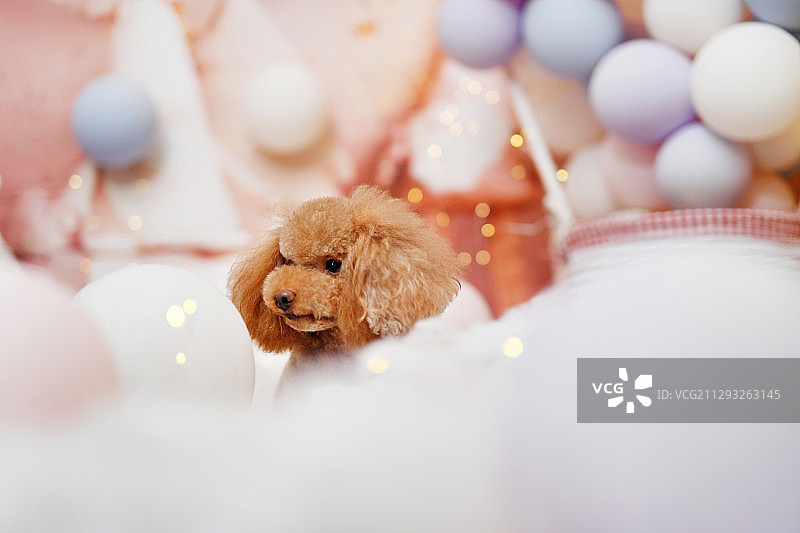 气球背景中的贵宾犬图片素材