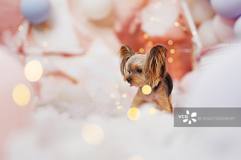 气球布景中的蝴蝶犬图片素材