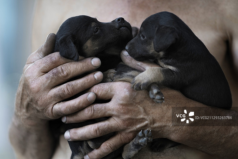 三只小狗在人手中图片素材