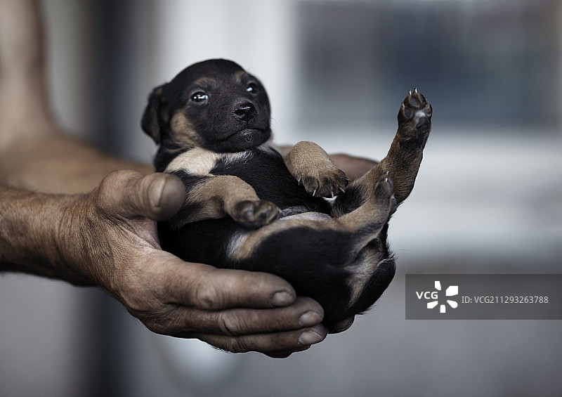 小狗躺在人的手中图片素材