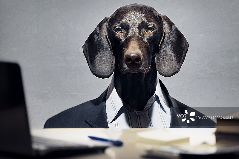 办公室里穿商务装的德国短毛指示犬图片素材