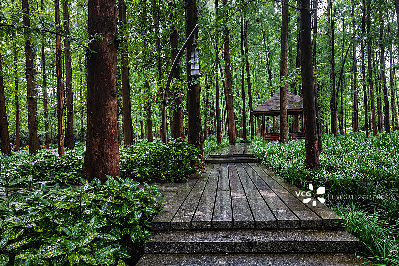 杉树林中的小路和凉亭图片素材