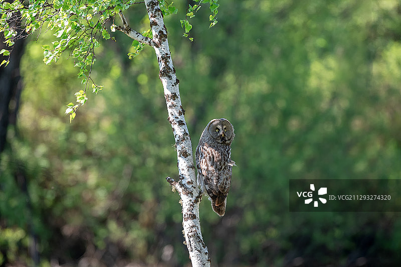 树林中的乌林鸮图片素材