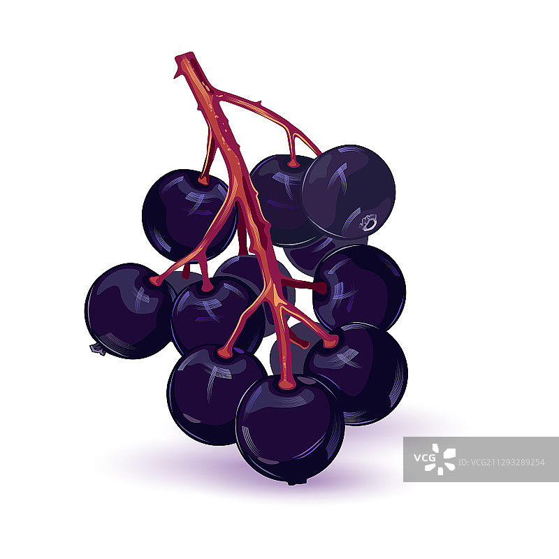 接骨木浆果图片素材