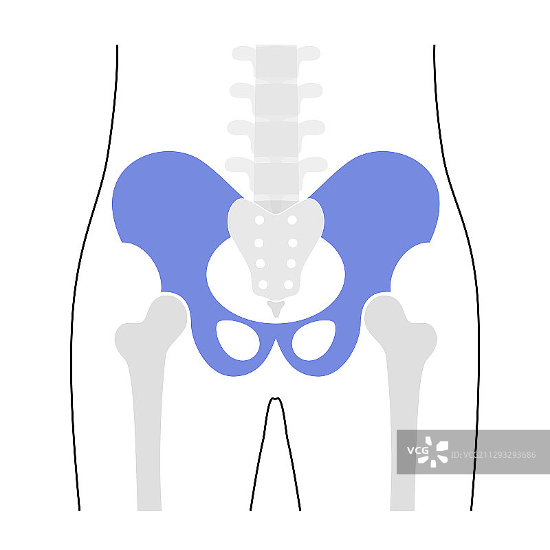 人体骨盆解剖图片素材