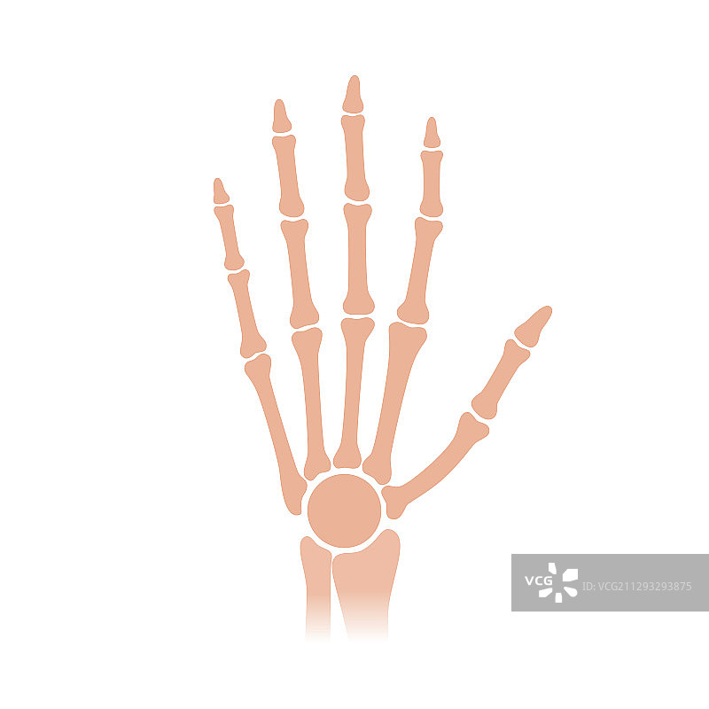 人类手臂解剖图片素材