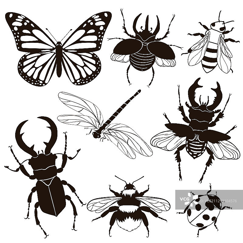 白色背景上的昆虫图片素材